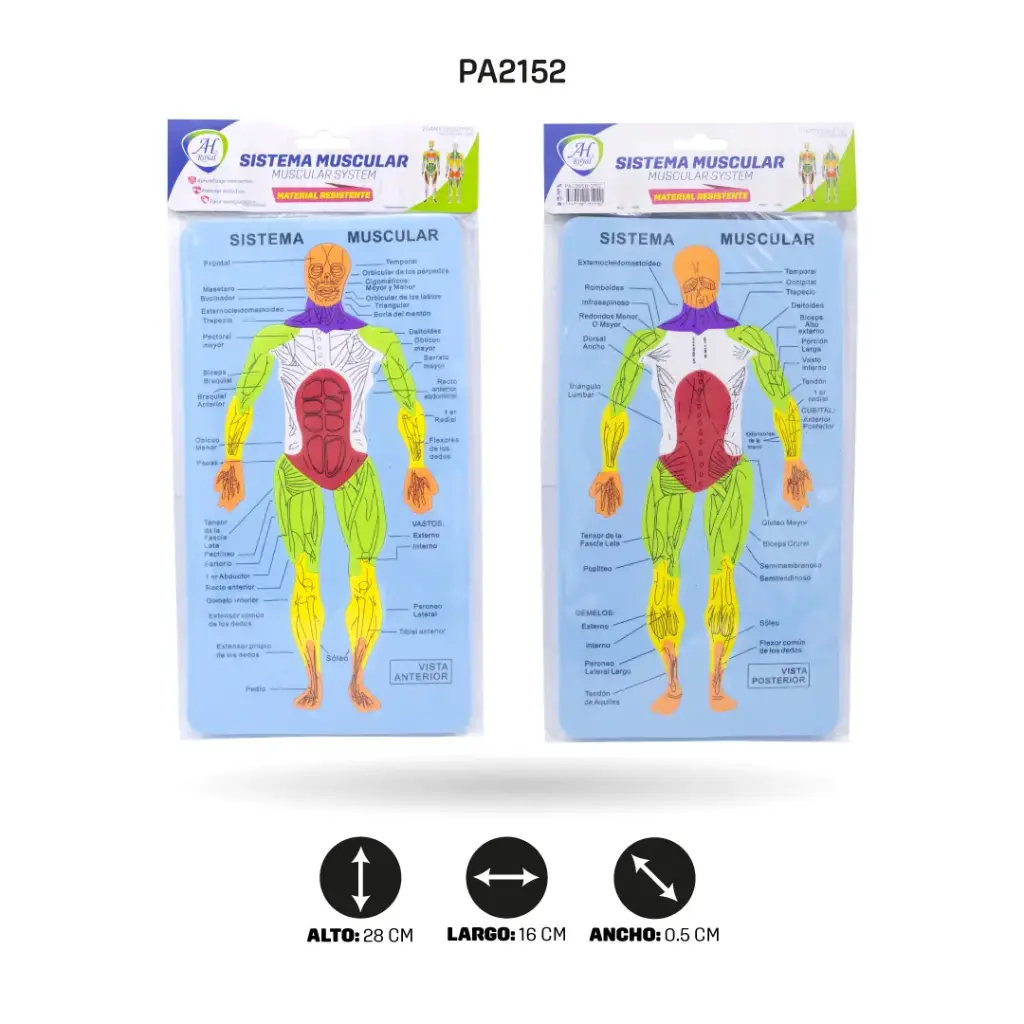 DIDACTICOS FOAMY - SISTEMA MUSCULAR [PAC5868]