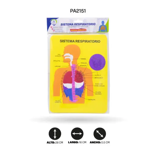 [PA2151] DIDACTICOS FOAMY - SISTEMA RESPIRATORIO [PAC5867]